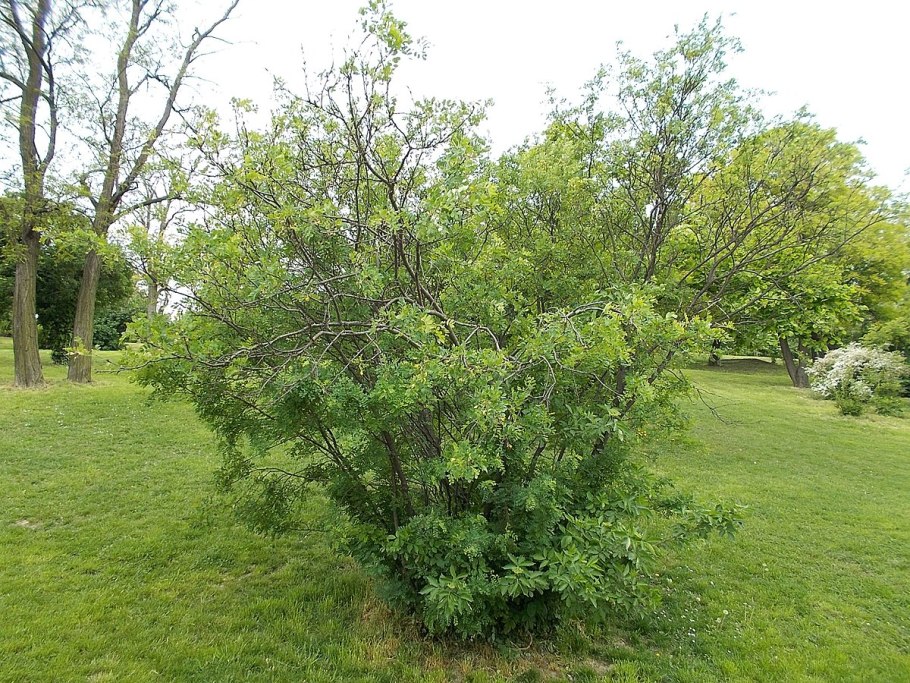 Дереза Карагана кустарниковая