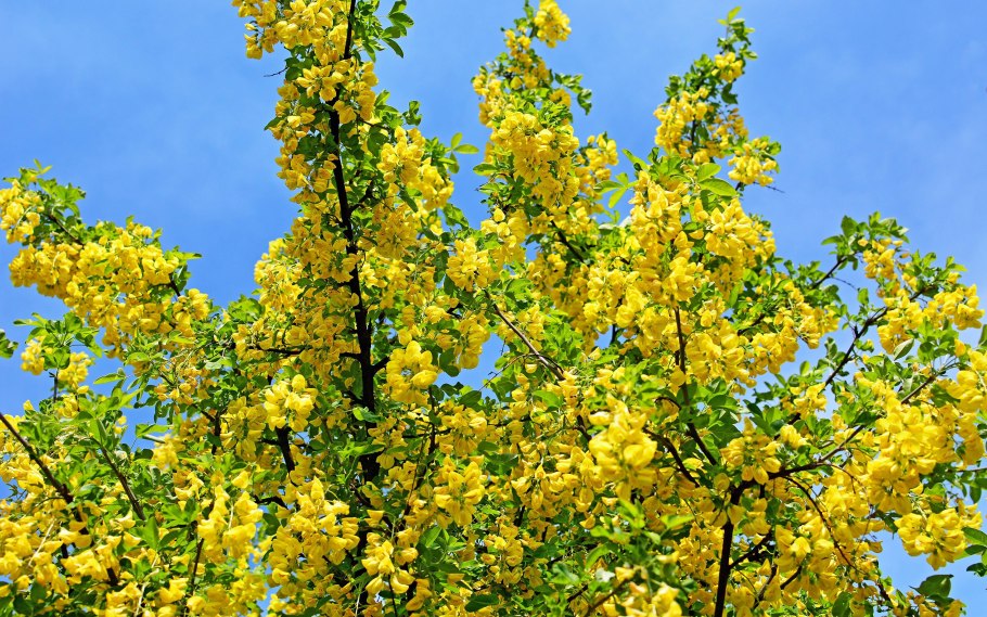 Карагана Акация древовидная Caragana arborescens