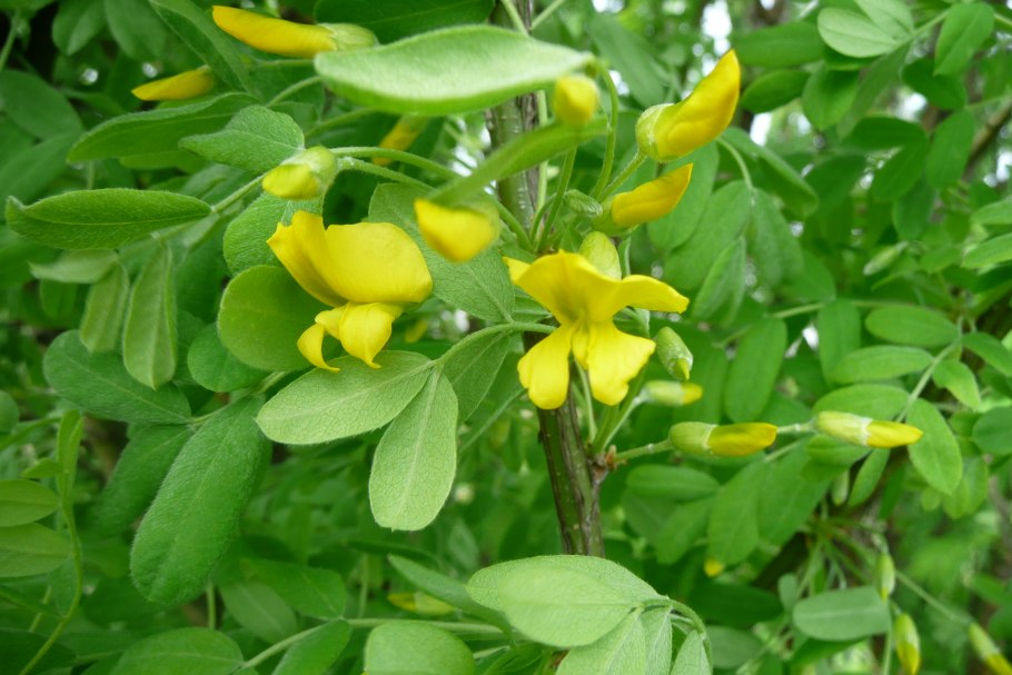 Caragana arborescens куст