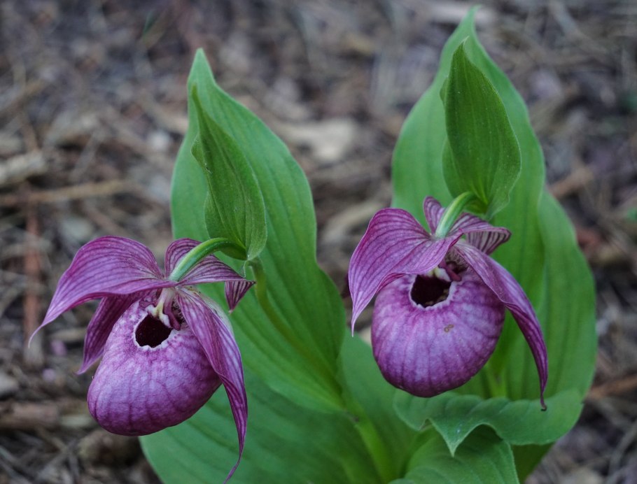 Венерин башмачок цветок