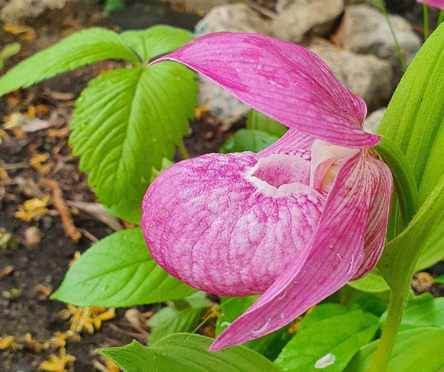 Венерин башмачок Дальневосточный