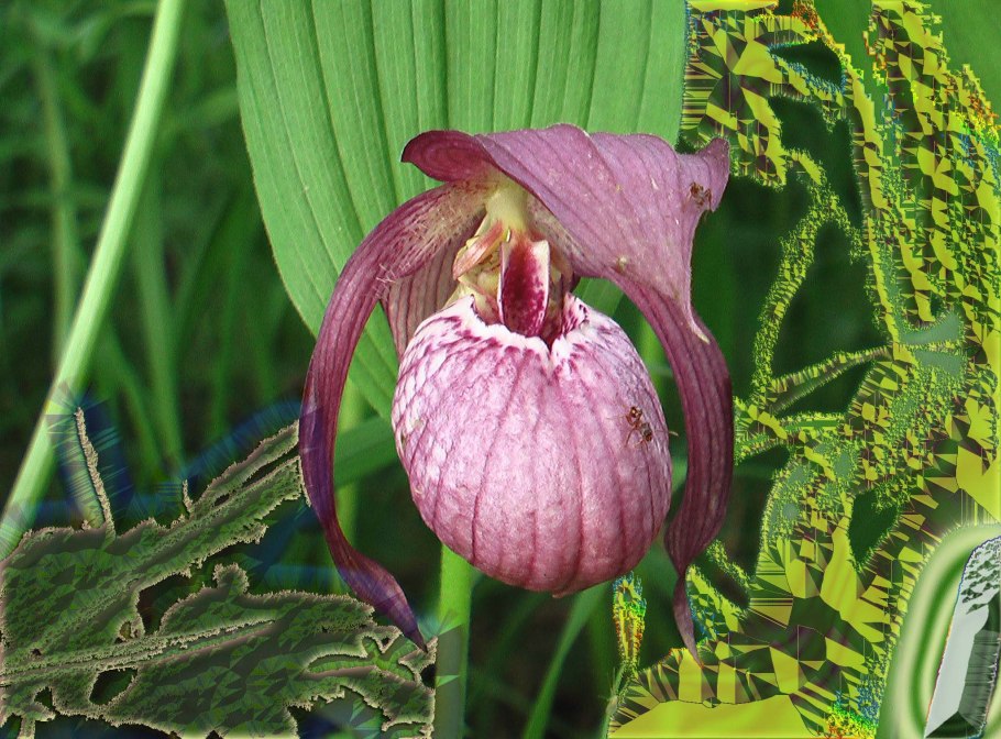 Венерин башмачок Люси пинкпанк