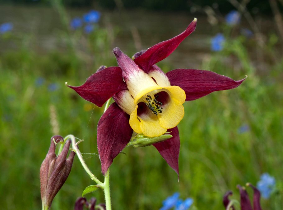 Aquilegia oxysepala