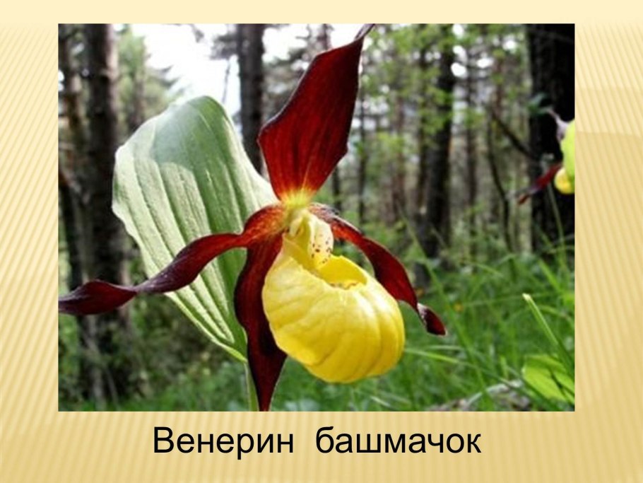 Растения красной книги Венерин башмачок