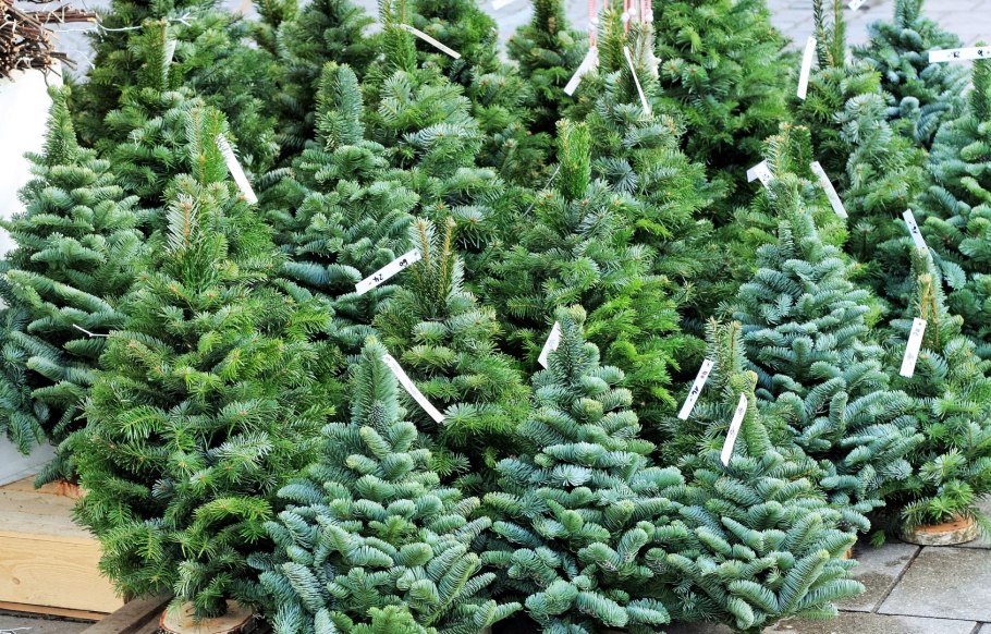 Формировка коники