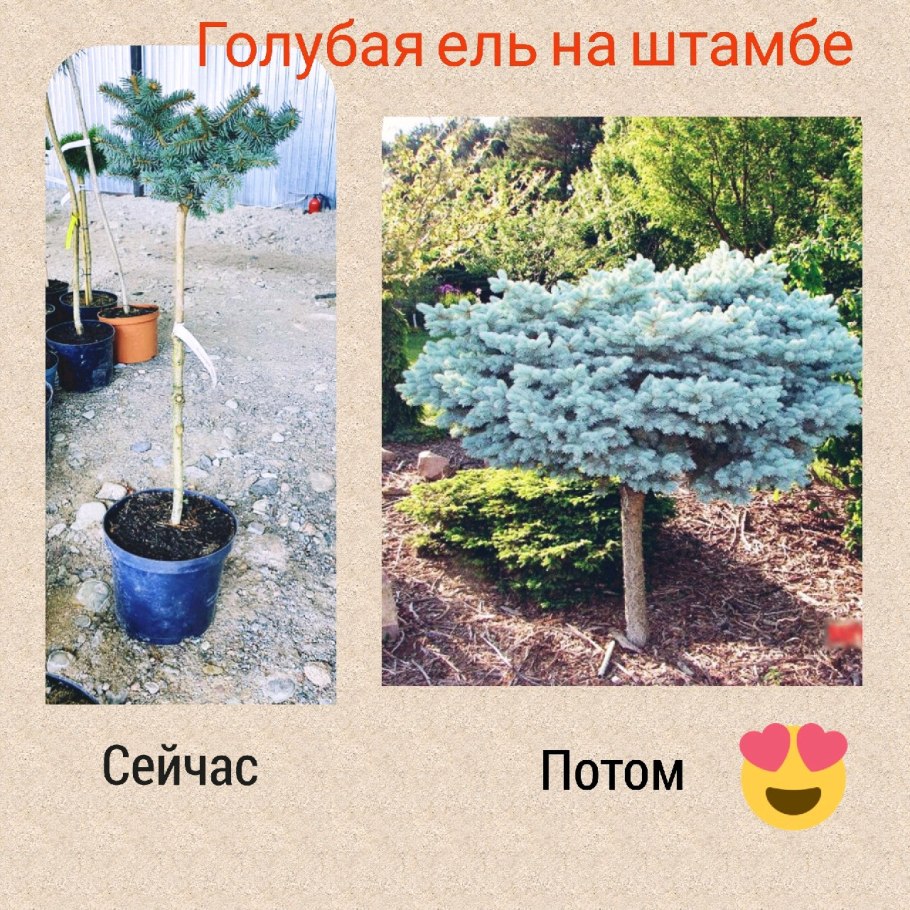 Саженцы елки Сан Грин