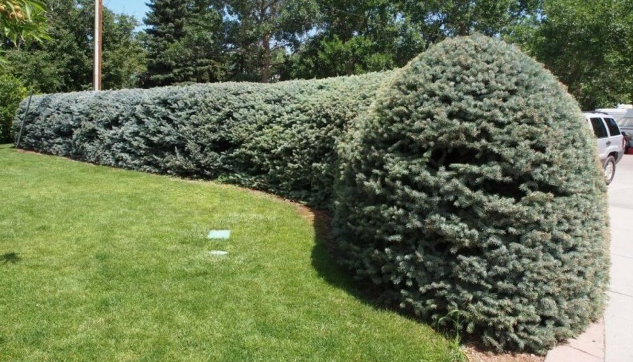 Ель обыкновенная Эмсланд