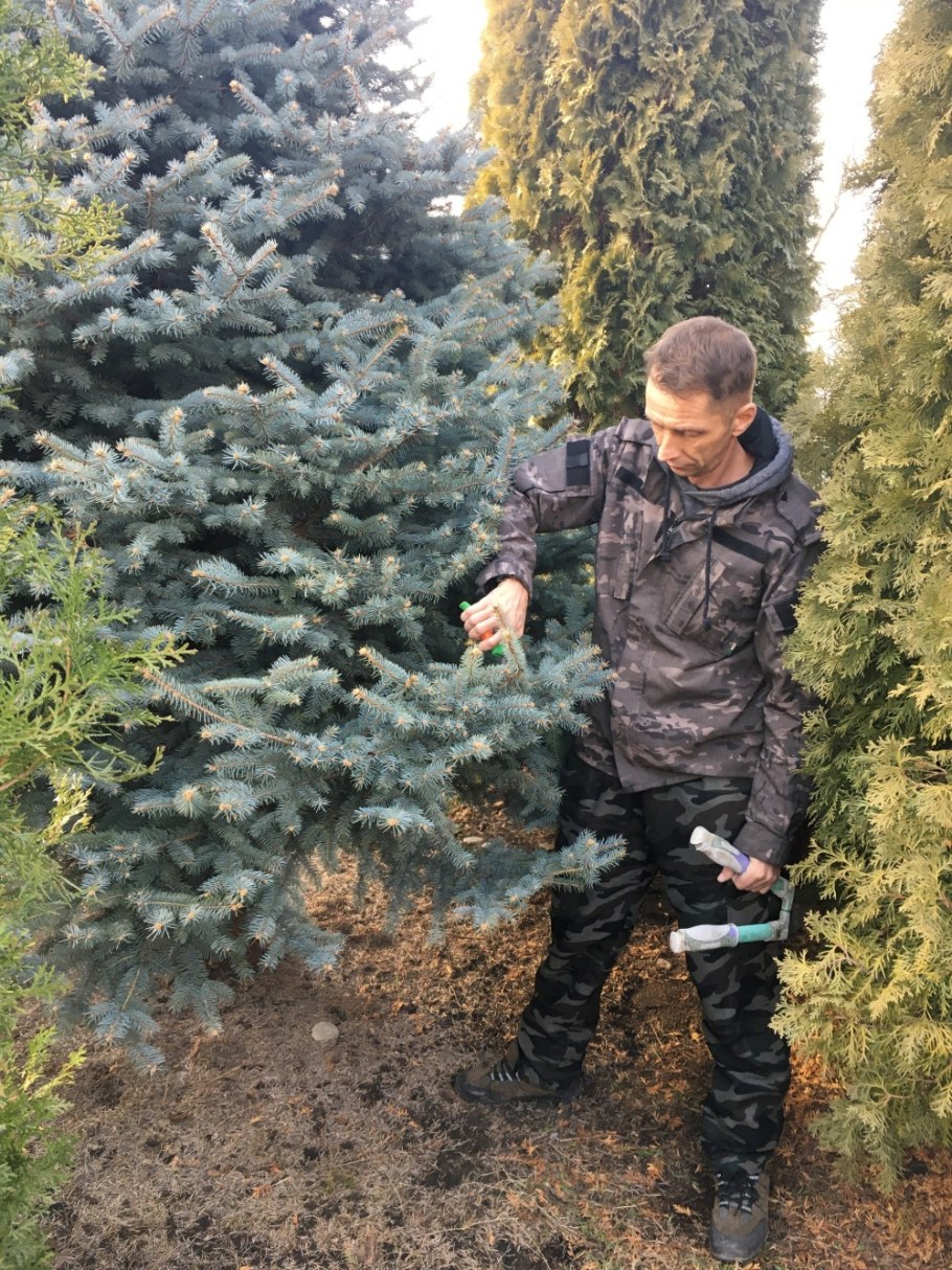 Ель колючая Глаука Глобоза на штамбе