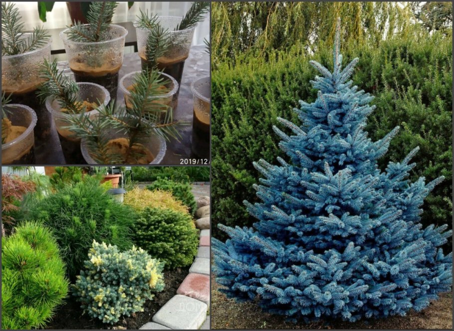 Комнатная голубая ель в горшке