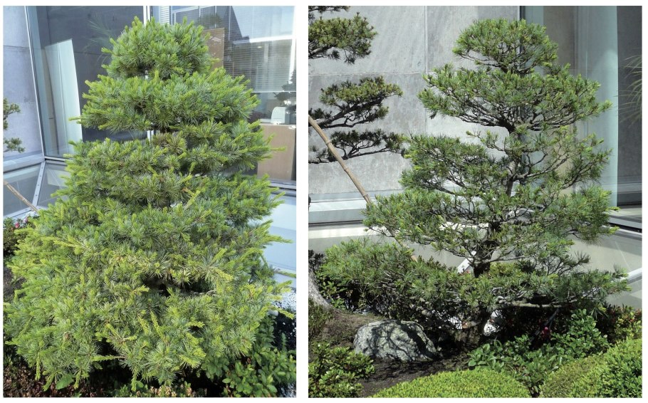 Pinus parviflora 'Bonsai'