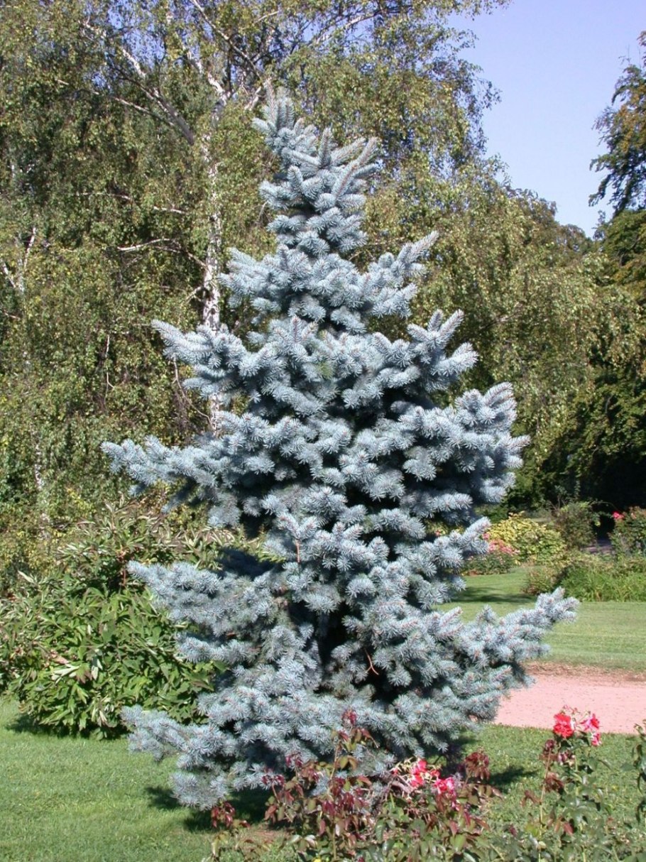 Обрезка ели низкорослые