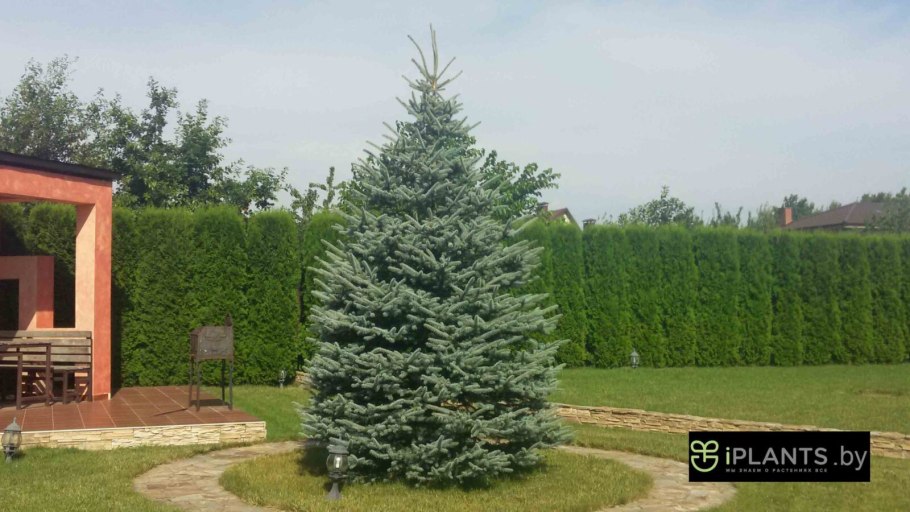 Ель сильберцвейг на штамбе