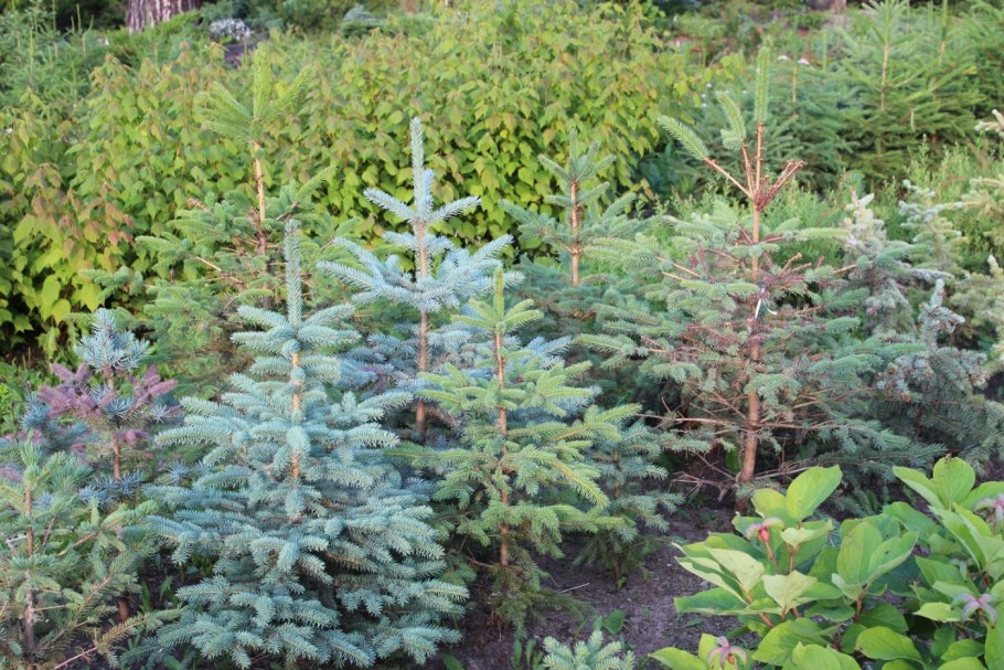 Сосна Горная бонсай ниваки