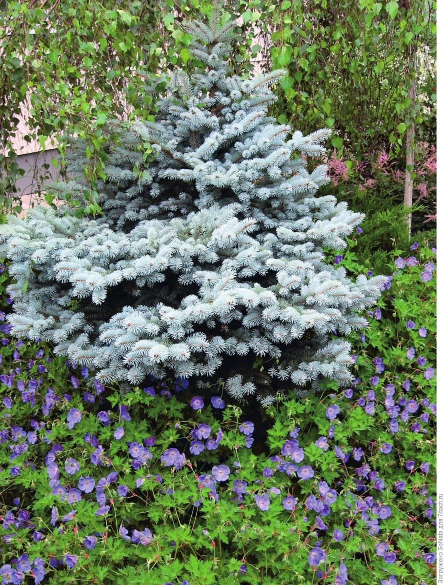 Ель обыкновенная Живая изгородь