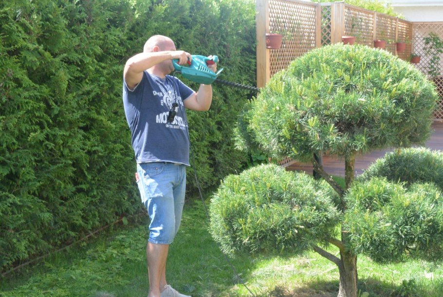 Владимир голубая ель