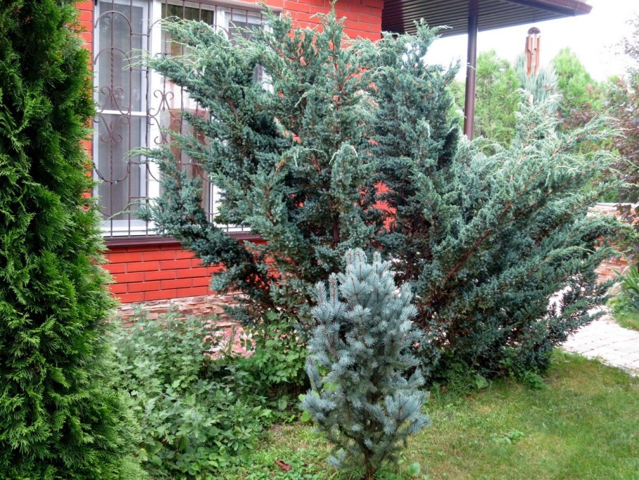 Ель колючая Глаука Экстра