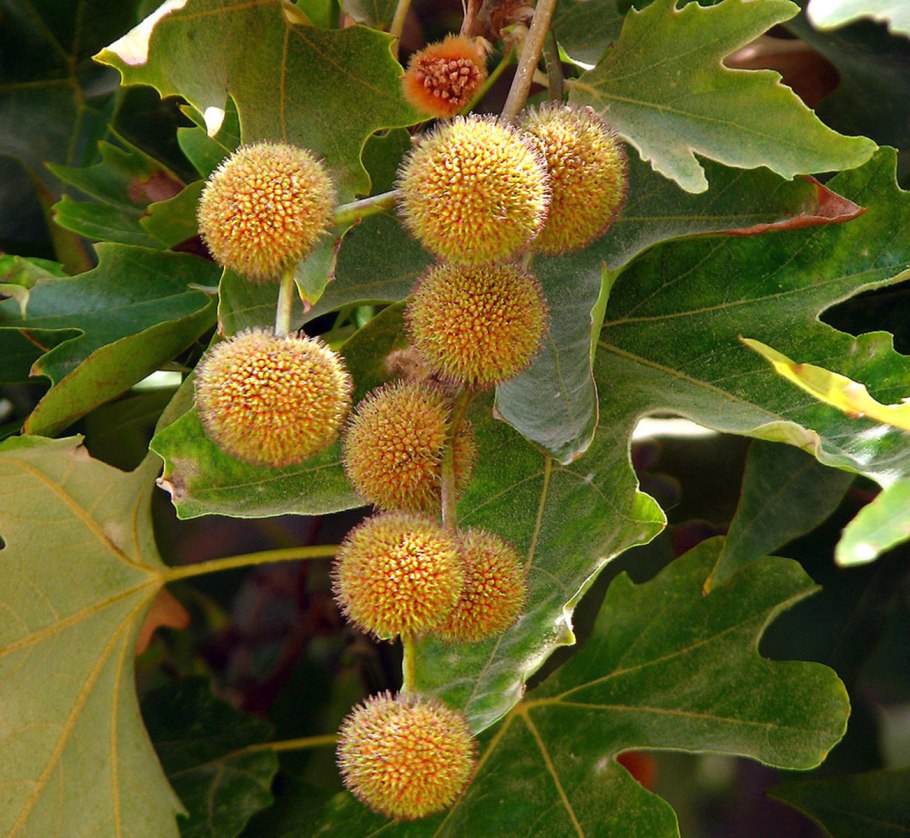 Platanus orientalis 20-25 cm