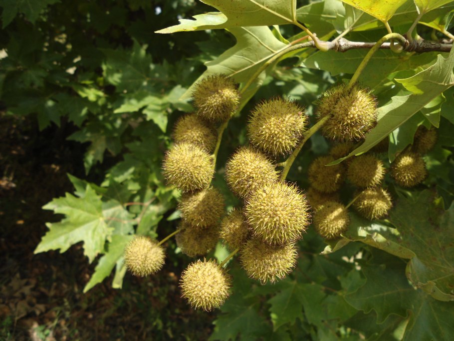 Platanus orientalis