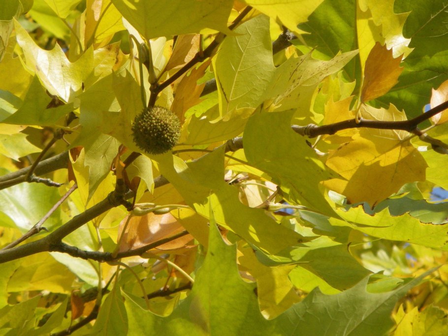 Platanus orientalis 20-25 cm