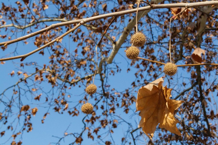 Бук Лесной плод