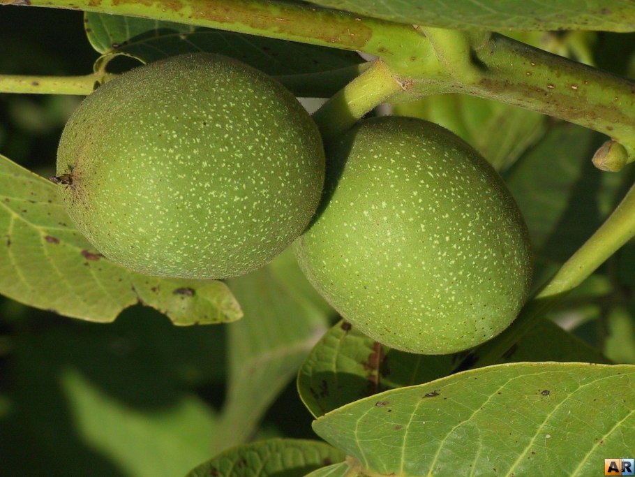 Конский каштан обыкновенный плод