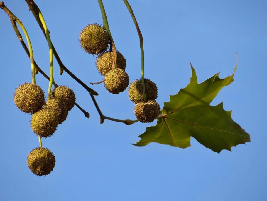 Platanus occidentalis плоды
