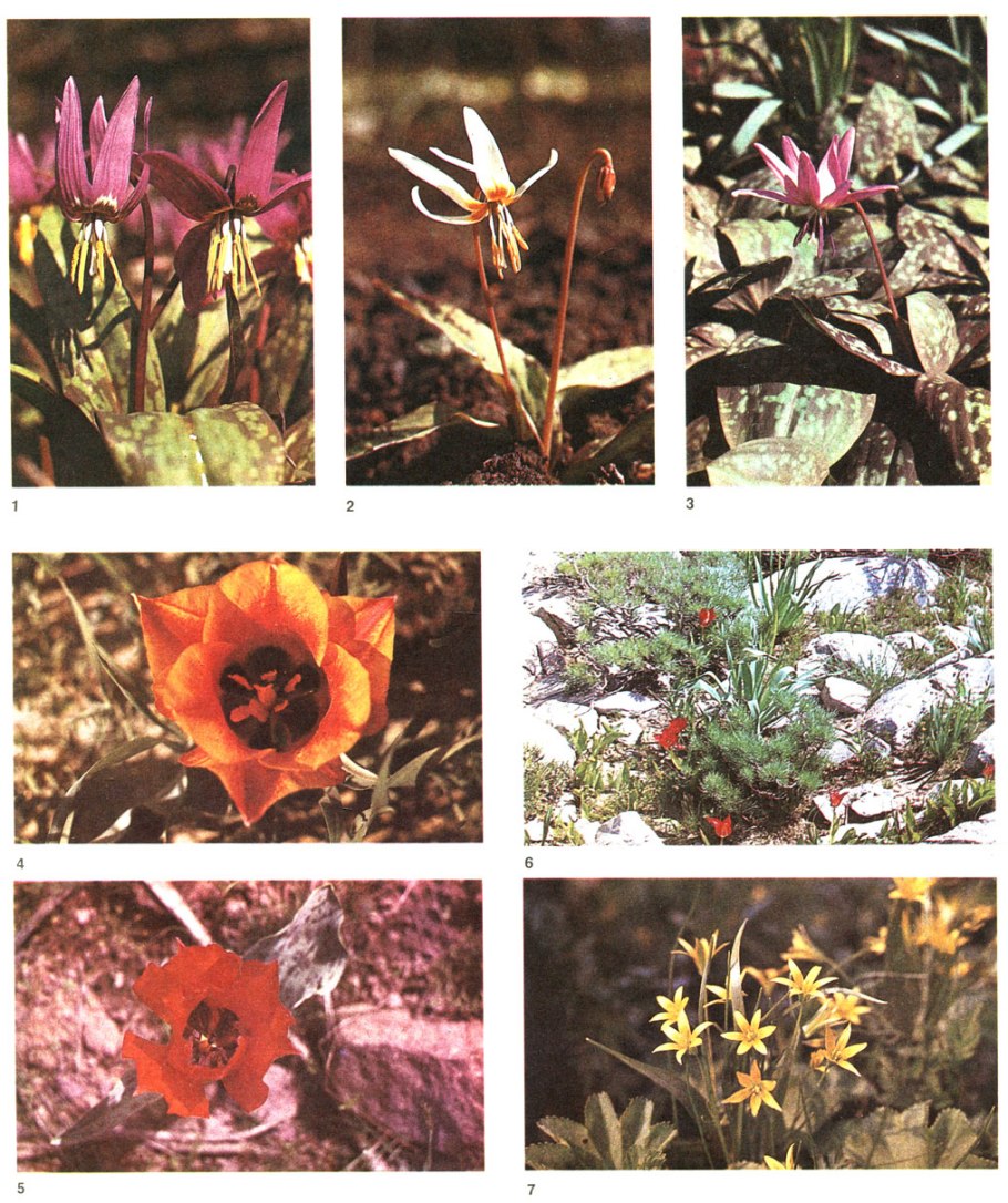 Семейство Лилейные