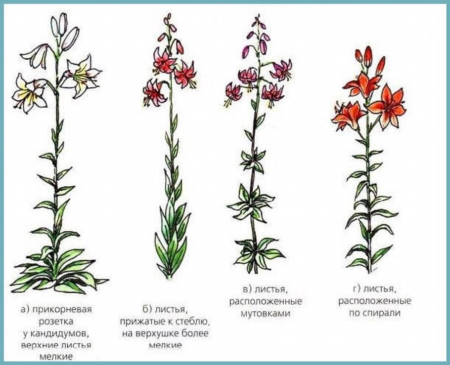 Лилия стебель и листья