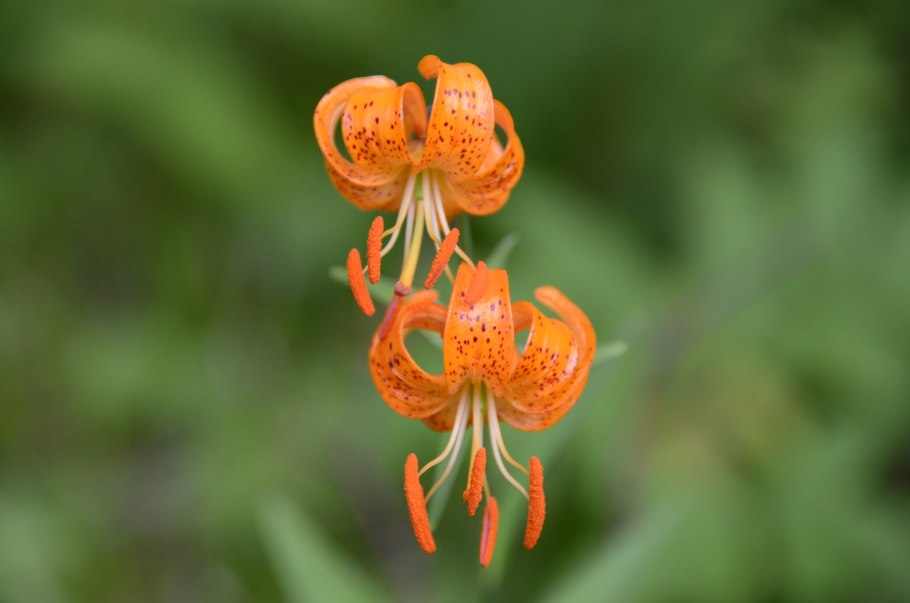 Мелантовые Лилейные