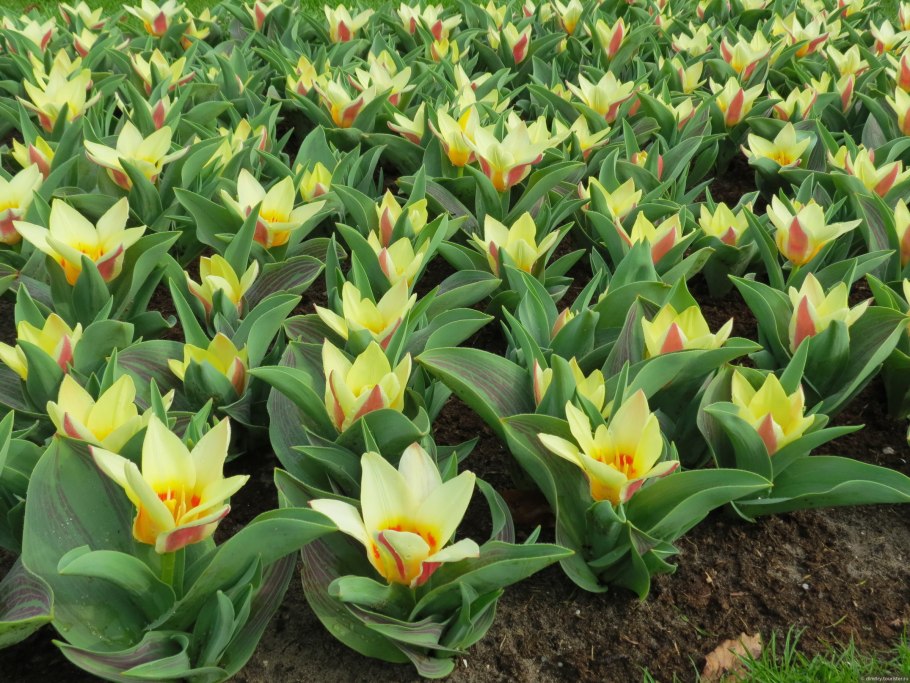 Tulipa kaufmanniana тюльпан кауфмана