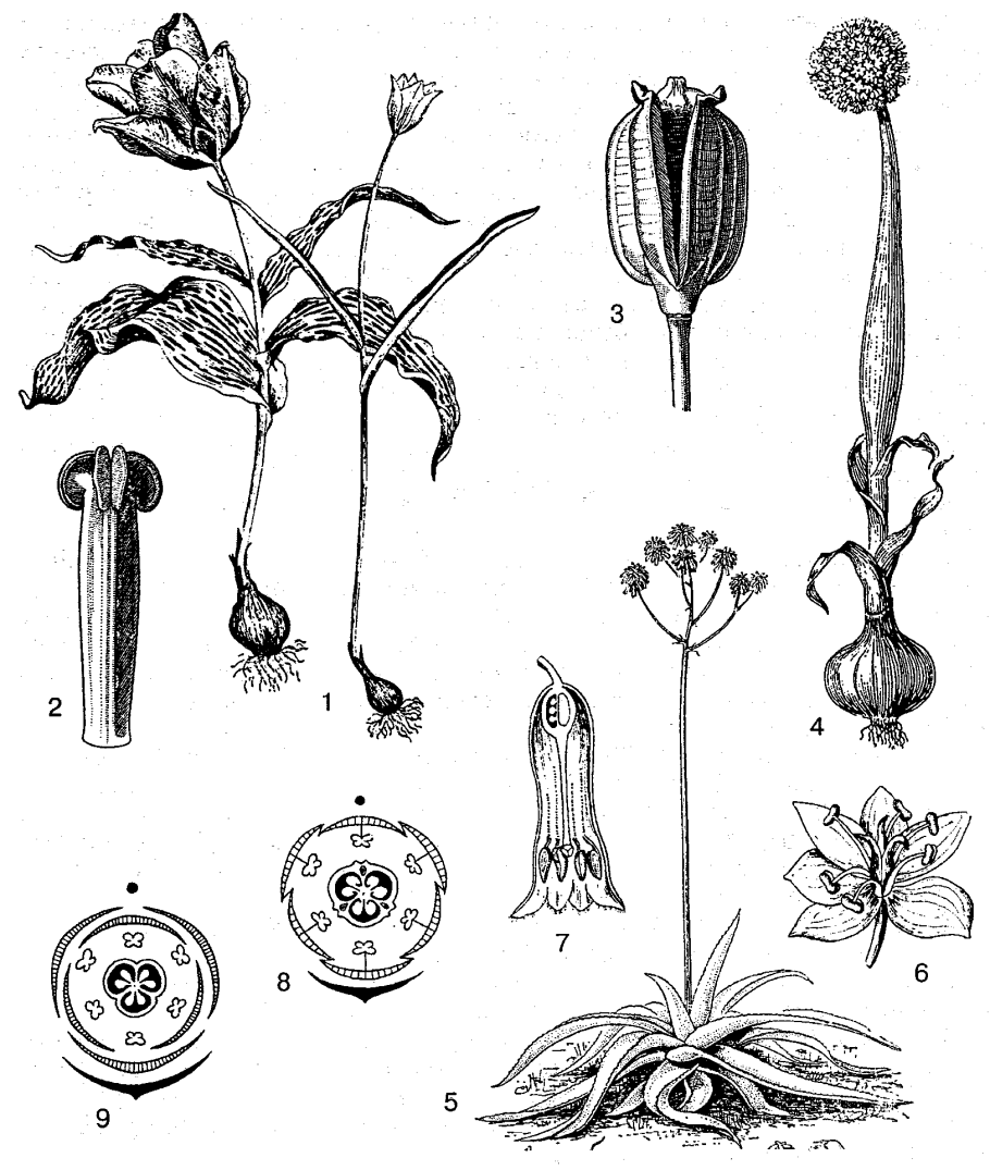 Семейство Амариллисовые представители