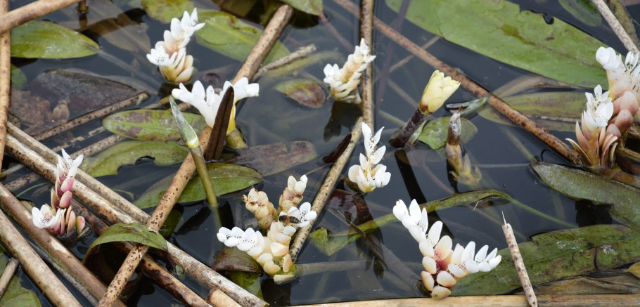 Апоногетон ульвовидный