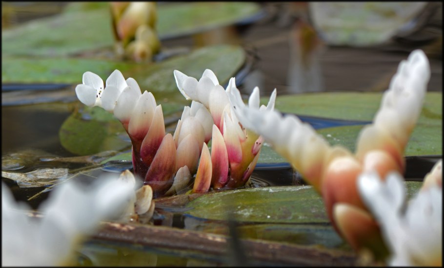 Апоногетон Криспус красный
