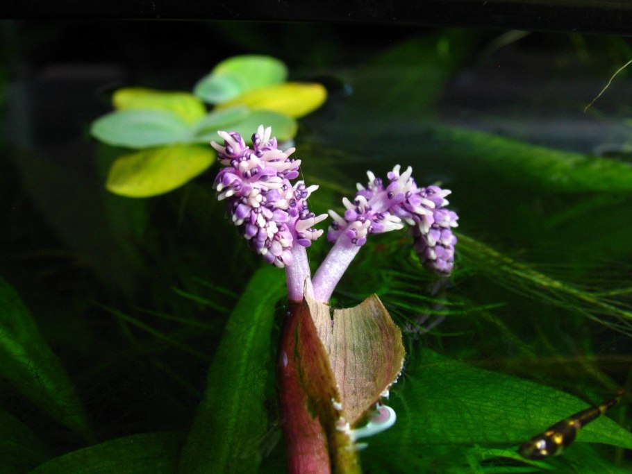 Апоногетон боивинианус (Aponogeton boivinianus)