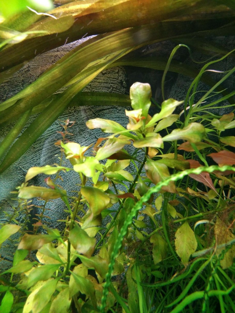 Апоногетон мадагаскарский