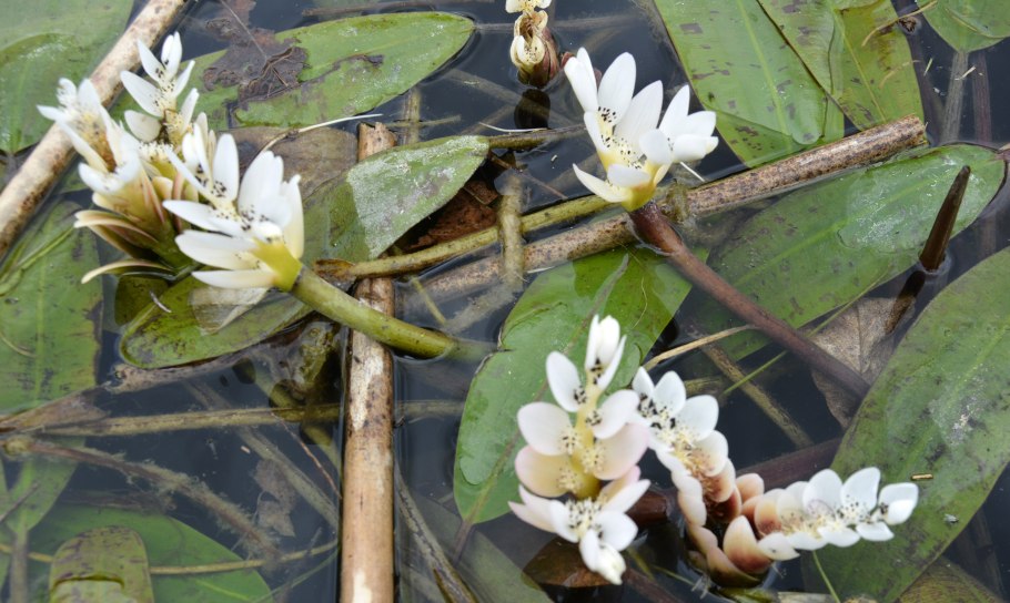 +Aponogeton +abyssinicus