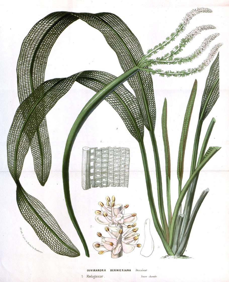 +"Aponogeton dioecus"