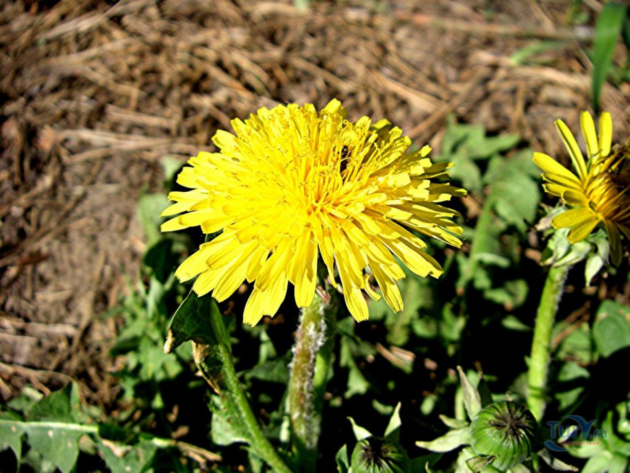 Одуванчик Taraxacum officinale