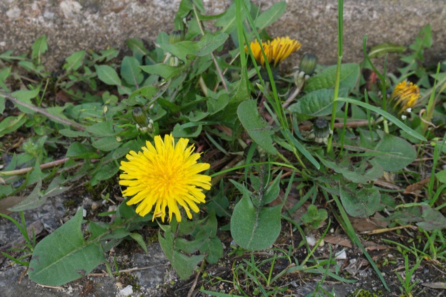 Одуванчик лекарственный – Taraxacum officinale