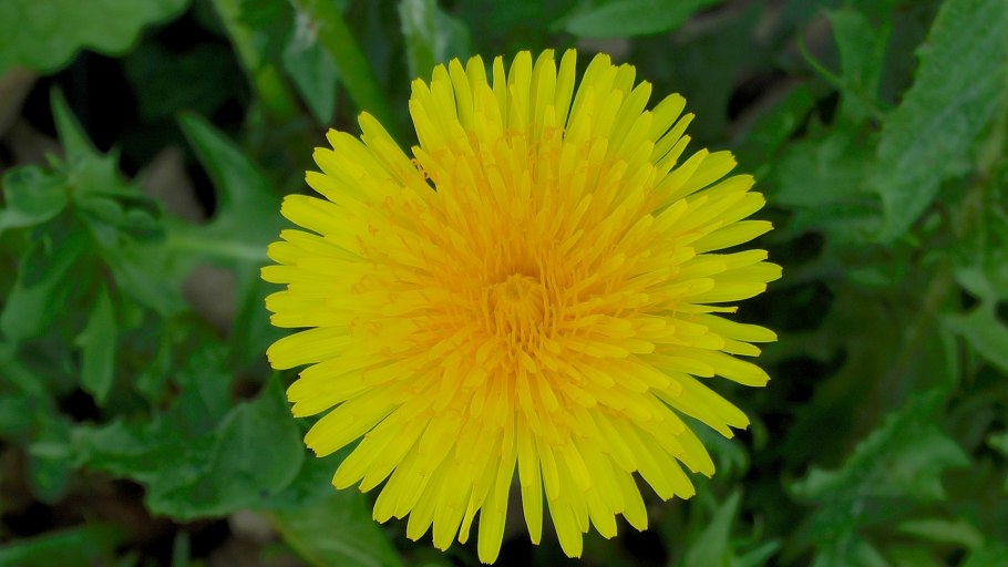 Плод одуванчика семянка