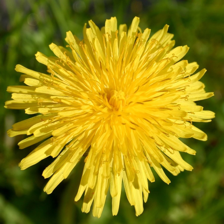 Сложноцветные одуванчик