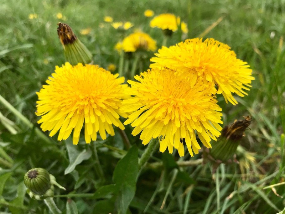 Сложноцветные одуванчик