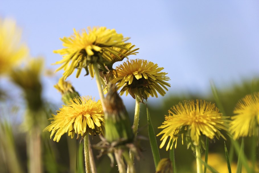 Taraxacum officinale Wigg.