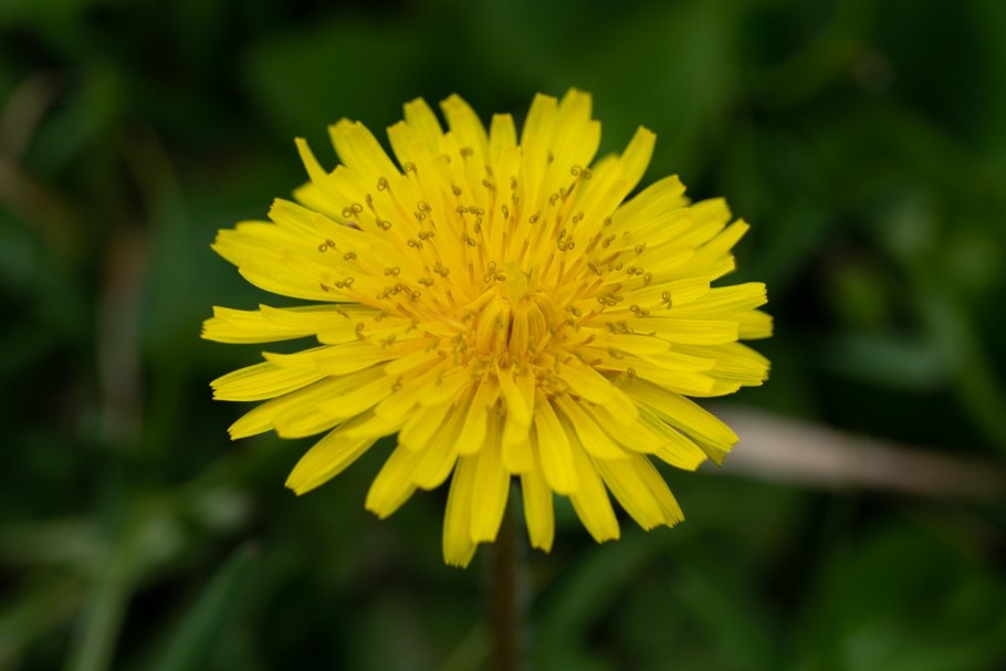 Одуванчик Астровые