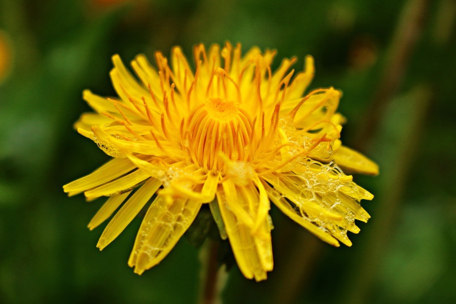 Одуванчик лекарственный язычковый цветок