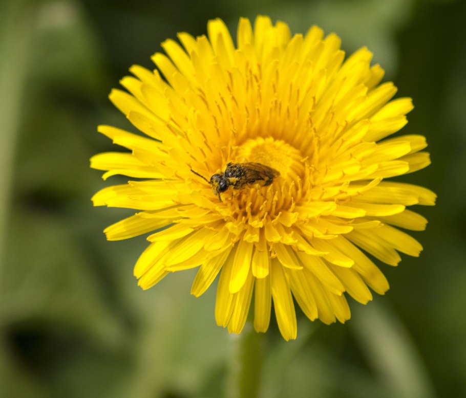 Одуванчик Taraxacum officinale