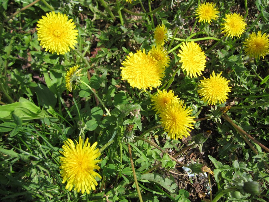 Одуванчик (Taráxacum)