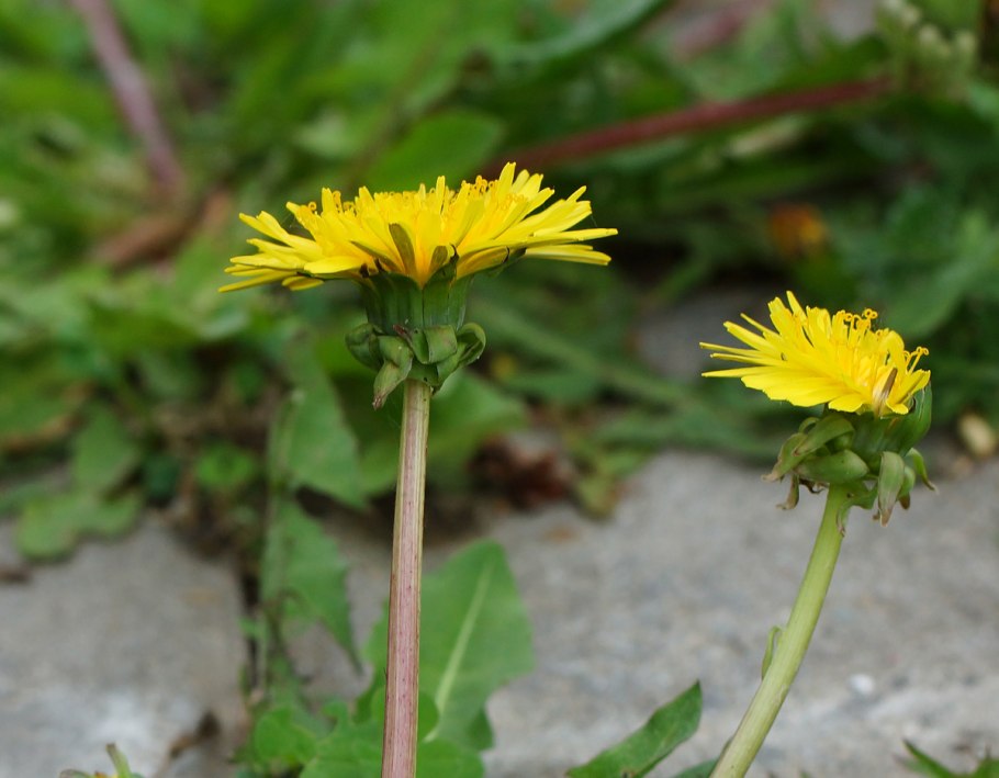 Taraxacum pseudoroseum