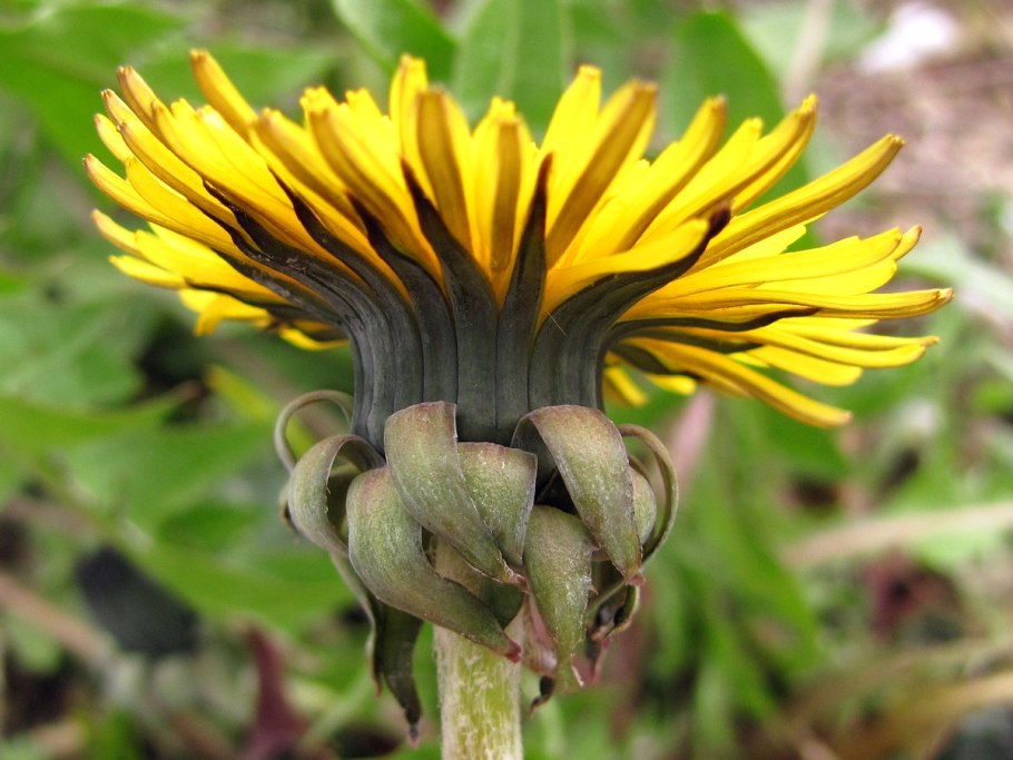 Осот полевой (Sonchus arvensis),
