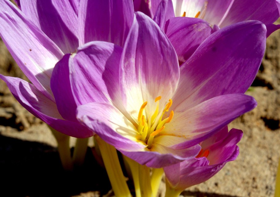 Безвременник Кессельринга